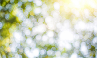 Green leaf background Blurred leaves, circular bokeh, abstract from beautiful leaves, green nature concepts and for design images and computer screens.