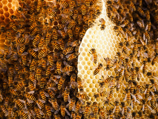 Group of bees Working on honeycombs in beehives in an apiary