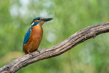 Common Kingfisher (Alcedo atthis) sitting on a branch above a pool in the forest of Overijssel (Twente) in the Netherlands. Green bokeh background. Writing space.