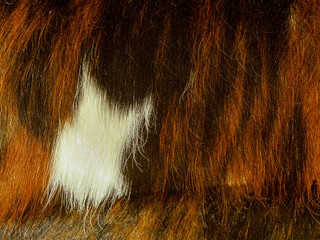 Red hair of wild animal as background and texture