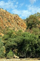 Fototapeta na wymiar Scenery, Ikara-Flinders' Ranges National Park, SA, Australia
