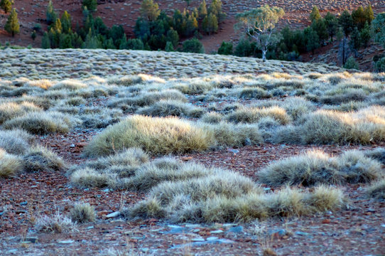 Sunset light on spinifex clumps, Stokes Hill Lookout, Flinders' Ranges, SA, Australia