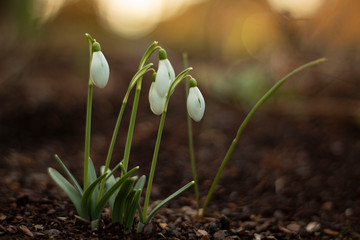 Snowdrops stand on a meadow