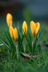 Crocuses stand on a meadow