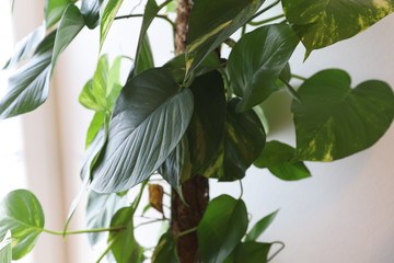 Philodendron in Pot on White Background © Magdalena
