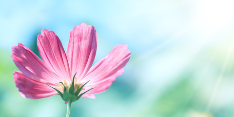 Spring or summer beautiful border, pink flower on a beautiful turquoise background. Sunny day. Selective soft focus