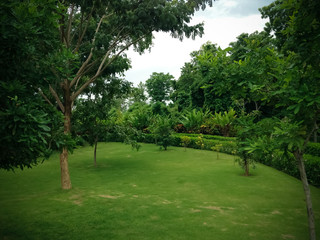 Natural Fresh Green Garden Landscape View With Plants And Trees Grow Well In The Rainy Season