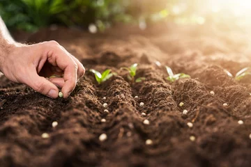 Foto op Plexiglas Farmer's Hand Planting Seeds In Soil © Andrey Popov