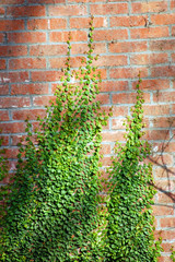 Green climbing fig on a brick wall 
