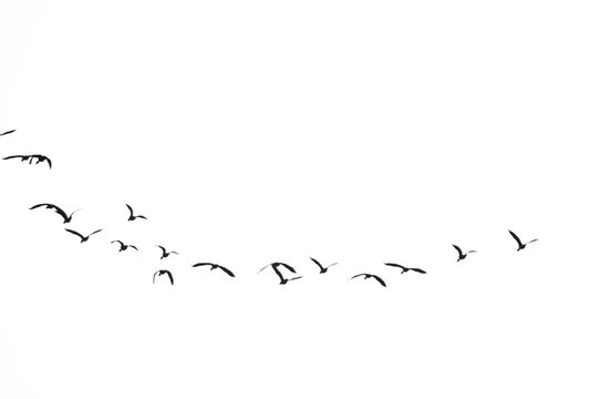 Group of Birds flying in the sky