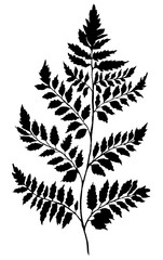 Fern sprig hand-drawn black, leaf graphic, isolated, fern, field grass, for printing on paper and fabric.