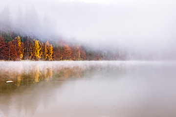Beautiful autumn landscape with golden and copper colored trees and morning mist over the water, Sfanta Ana Lake, Harghita, Romania