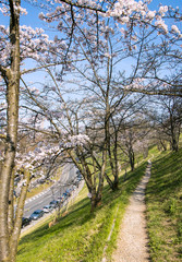 Vertical view  of Cherry blossom and pathway in the park at Bern Switzerland