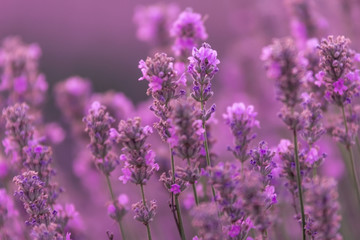 Fototapeta premium Close up of a beautiful lavander field in the summer time, Gorun, Bulgaria