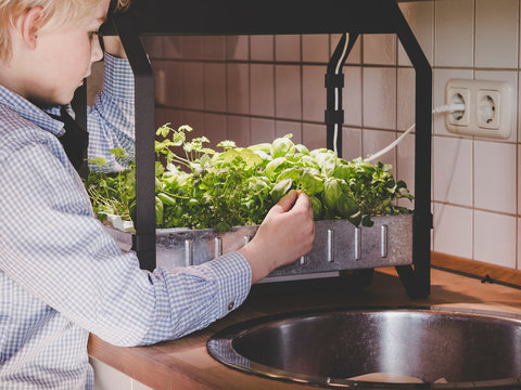 Kid Harvesting From Indoor Hydroponic Garden