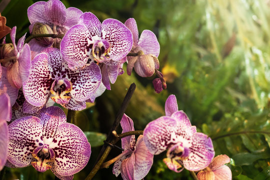 Blooming orchids in the greenhouse. Colored Orchid flowers grow in a tropical winter garden.