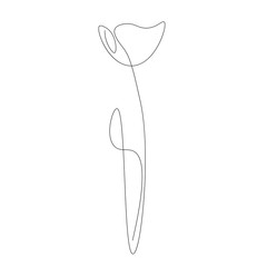 Tulip flower line drawn vector illustration