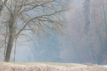 Obraz premium Winter gloom.