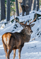 Naklejka na ściany i meble Scottish red deer (Cervus elaphus) in snowy winter forest in Scotland