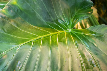 Fototapeta na wymiar Background of green tropical leaves of trees and bushes growing in the greenhouse.