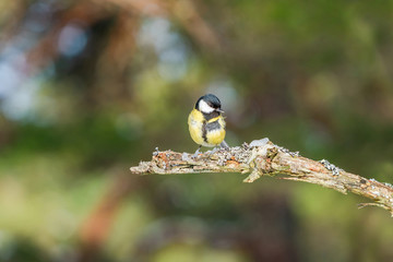 Great tit (Parus major) on tree branch in a forest