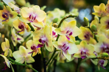 Fototapeta na wymiar Blooming orchids in the greenhouse. Colored Orchid flowers grow in a tropical winter garden.