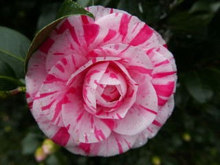 delicata ed elegante camelia striata di rosa e bianco