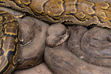 Wildlife of The Gambia Africa