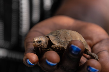 Wildlife of The Gambia Africa