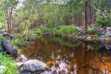 Forest river landscape with transparent red water