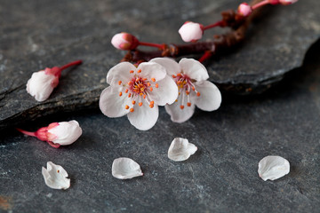 Tiny Little White Cherry Blossom