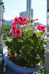 Flowering geranium (pelargonium grandiflorum) on the background of the city. Beautiful urban garden on the balcony.