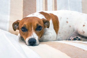 Cute dog relaxes on a blanket. Jack Russell Terrier.