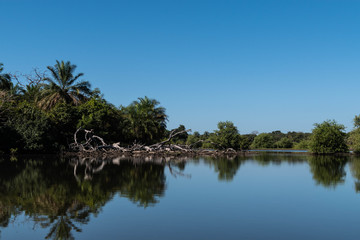 Mangrove forest and creek The Gambia Africa