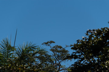 Mangrove forest and creek The Gambia Africa