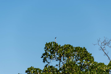 Mangrove forest and creek The Gambia Africa