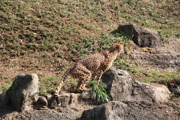 チーター