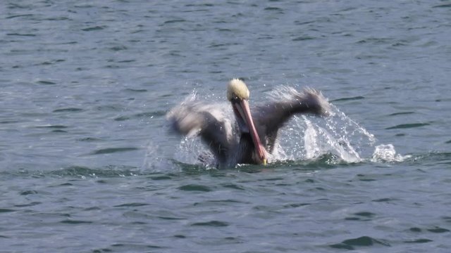 a pelican cleans his wings in the water