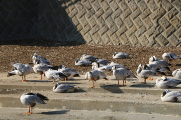 Obraz premium インドガン