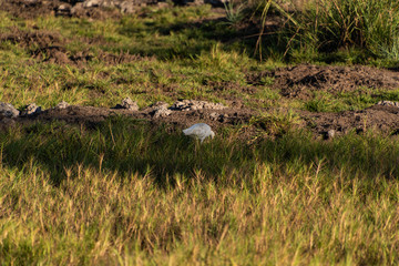 Mangrove forest and creek The Gambia Africa