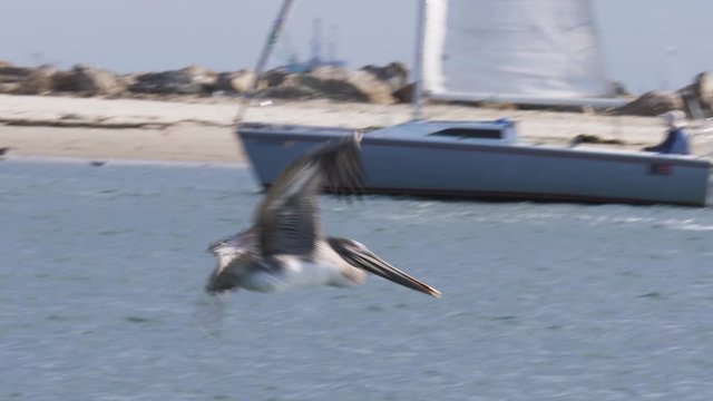 a pelican flies at the coast of California
