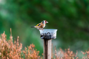 European goldfinch male (Carduelis carduelis) on a bird feeder