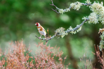 European goldfinch male (Carduelis carduelis) on a tree branch in a forest