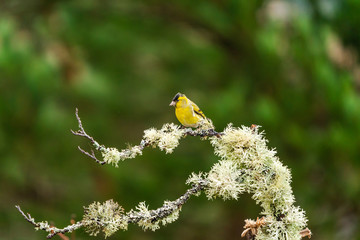 Eurasian siskin (Spinus spinus) on a tree branch in a forest