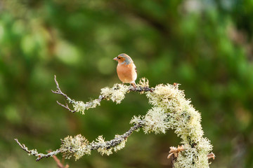 Common chaffinch (Fringilla coelebs) on a tree branch in a forest