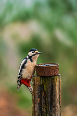 Great spotted woodpecker (Dendrocopos major) on a wooden pole with bird feeder - selective focus