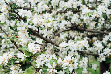 fleurs de pommier pommier en fleurs au printemps