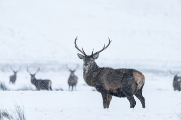 Naklejka na ściany i meble Scottish red deer (Cervus elaphus) in winter snow in Scotland