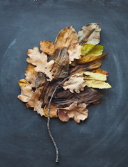 An idea or concept of nature, consisting of many components. A little yellow and brown leaves make up one large autumn leaf on a dark natural wooden background.