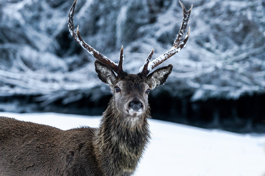 Scottish red deer (Cervus elaphus) in snowy winter forest in Scotland
